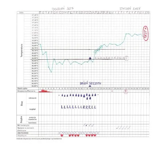 Illustration for a blog post on determining the due date – a cycle card showing conception.