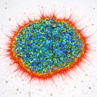 Ilustracja do wpisu na blogu o pozyskiwaniu embrionalnych komórek macierzystych - kolonia komórek macierzystych w mikroskopie fluorescencyjnym.