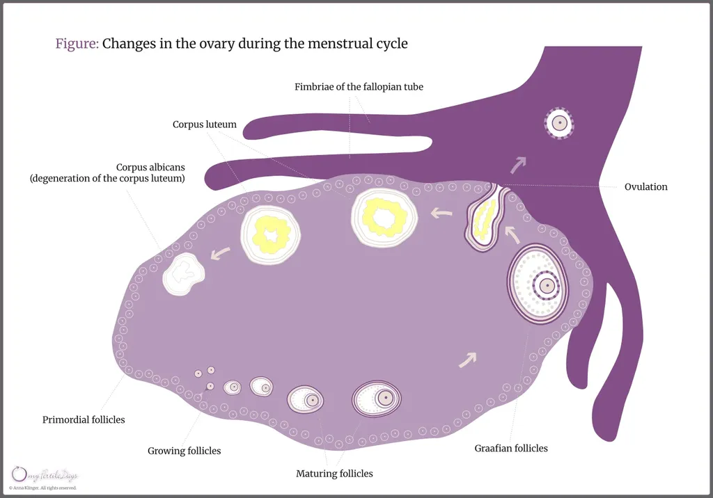 Visualization of changes occurring in the ovary during the menstrual cycle.