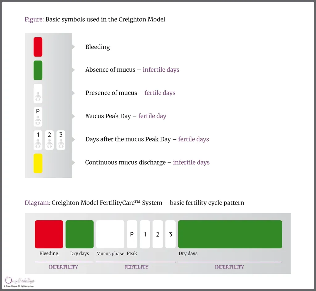 Infographic showing the basic symbols used in the Creighton Model.