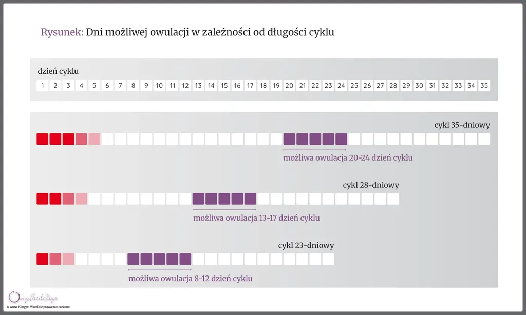 Infografika pokazująca na jakie dni może przypadać owulacja w zależności od długości cyklu menstruacyjnego.
