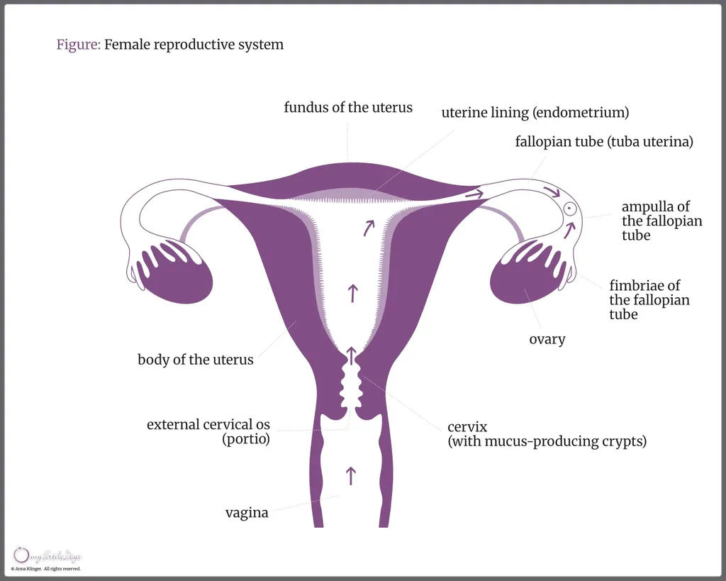 Schematic representation of the female reproductive system.