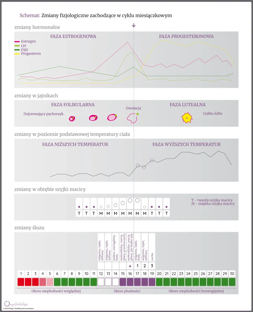 Wykresy obrazujące fazy cyklu miesiączkowego i towarzyszące im zmiany fizjologiczne.