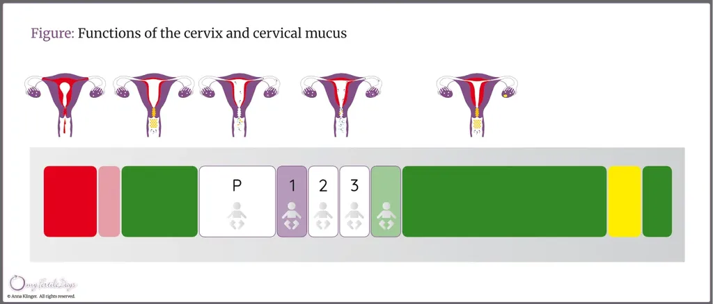 Infographic showing the functions of the cervix and cervical mucus during the menstrual cycle.