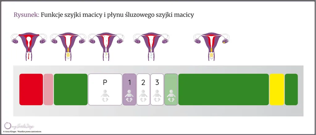 Infografika pokazująca funkcje szyjki macicy i płynu śluzowego szyjki macicy w trakcie cyklu miesiączkowego.