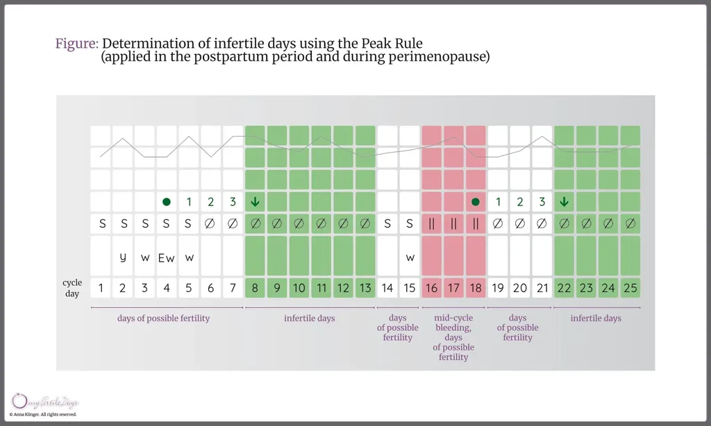 Infographic showing the identification of infertile days using the peak rule (during the postpartum period and menopause).