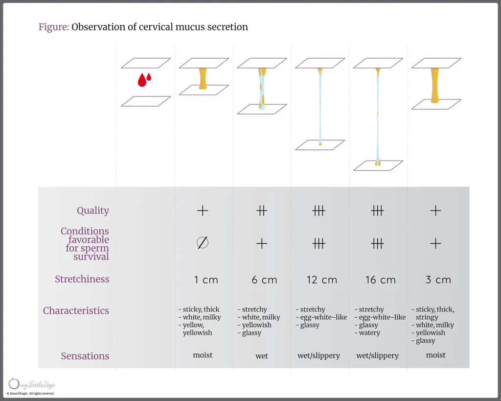 Infographic presenting changes in cervical mucus during the menstrual cycle.