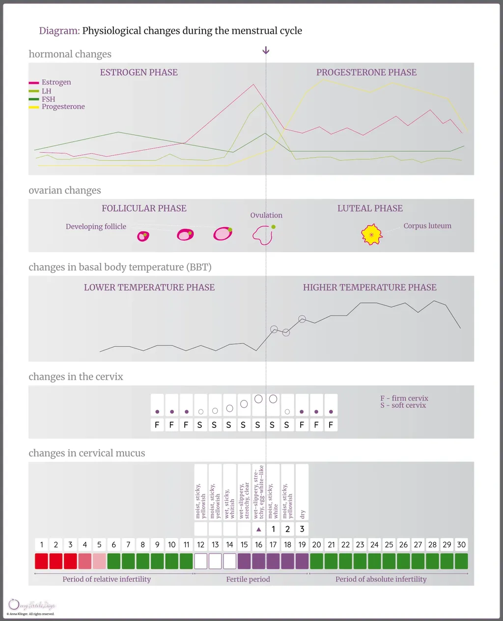 Charts illustrating the phases of the menstrual cycle and the accompanying physiological changes.