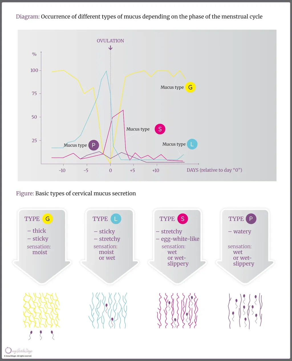 Illustration of cervical mucus types depending on the phase of the menstrual cycle.
