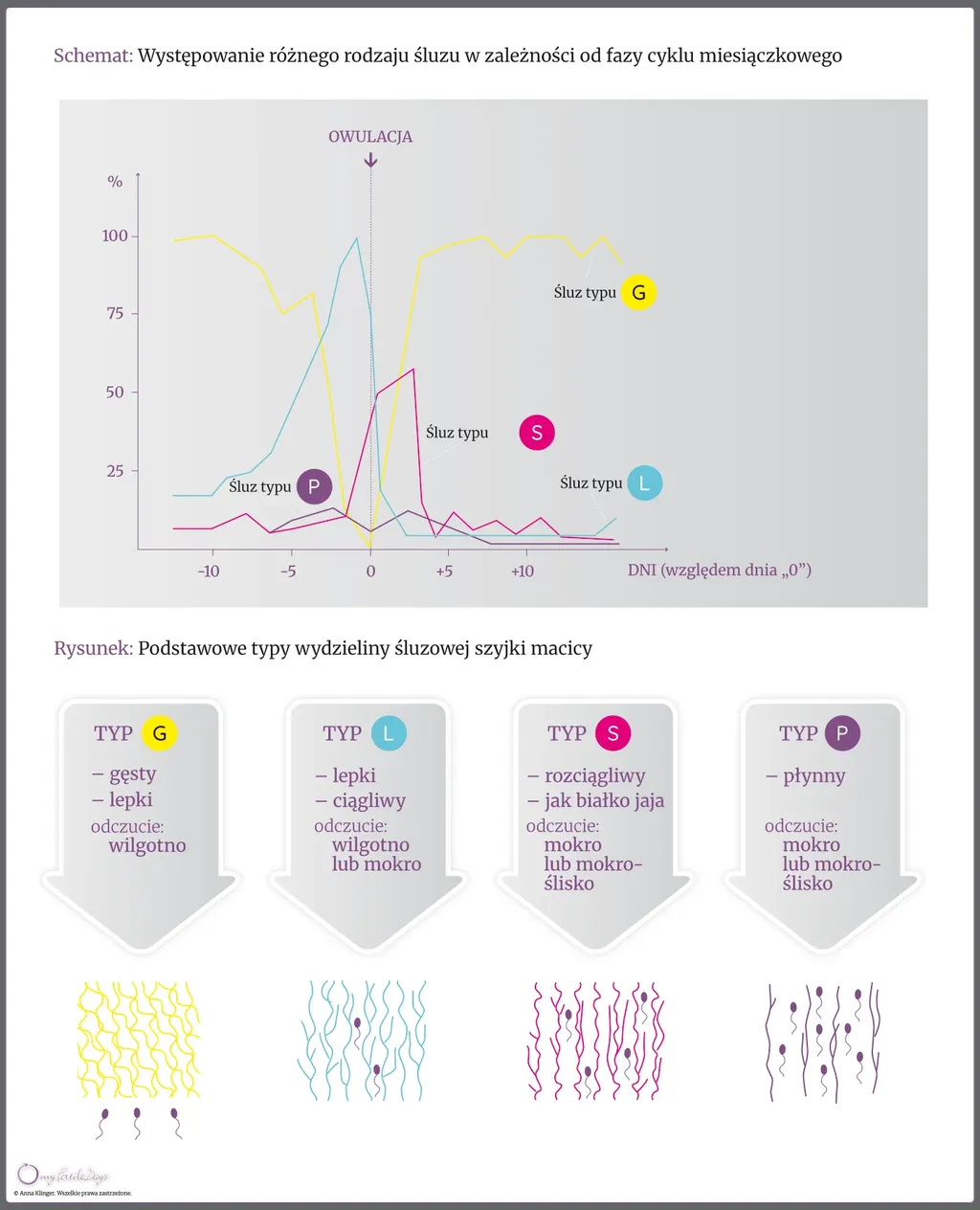 Zobrazowanie typów śluzu szyjki macicy w zależności od fazy cyklu miesiączkowego.