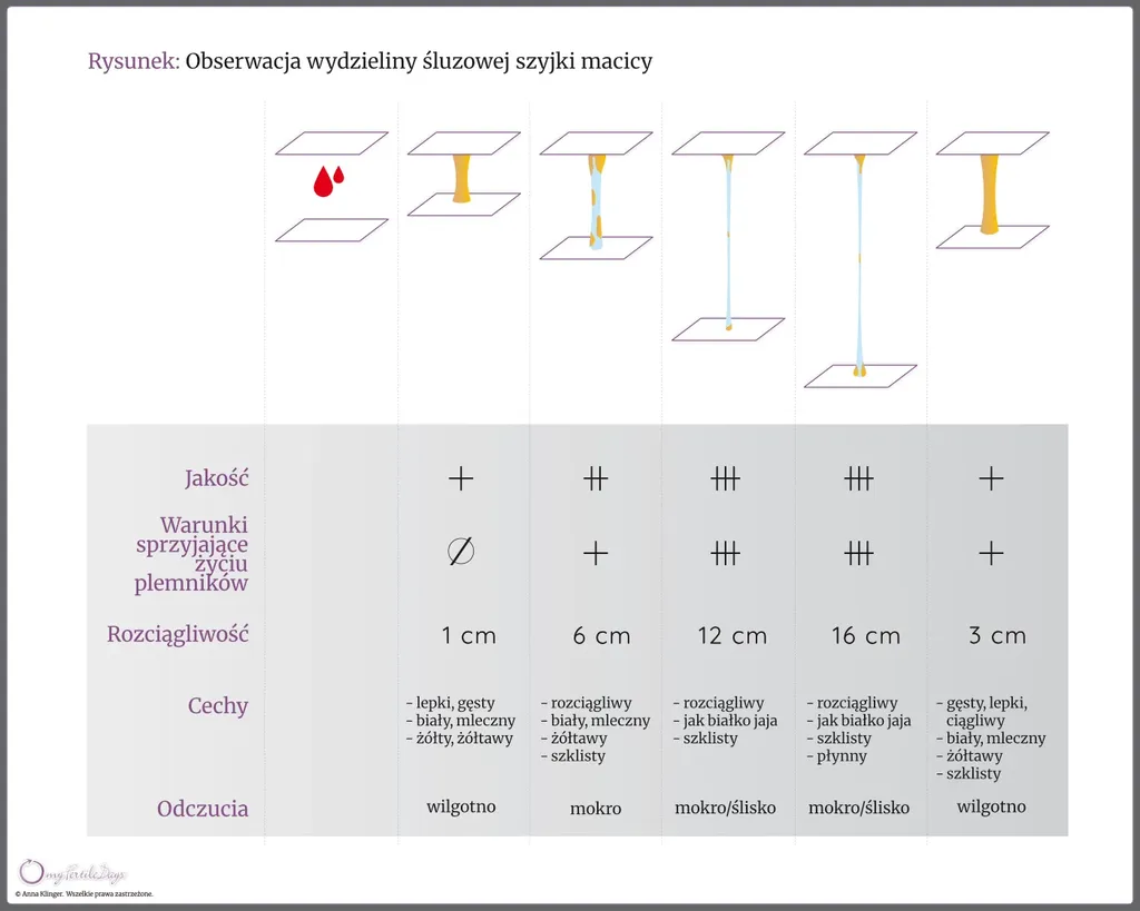 Infografika prezentująca zmiany wydzieliny śluzowej szyjki macicy w trakcie cyklu miesiączkowego.