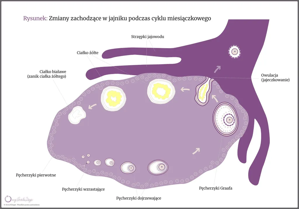 Wizualizacja zmian zachodzących w jajniku podczas cyklu miesiączkowego.